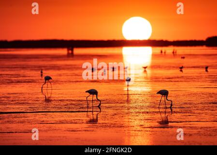 Flamingos bei einem Sommeraufgang in der Fangar Bay (Badia del Fangar), im Ebro Delta (Provinz Tarragona, Katalonien, Spanien) Stockfoto