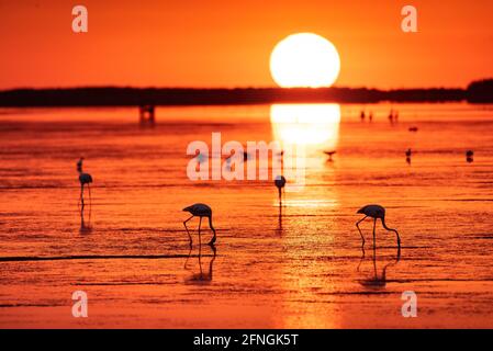 Flamingos bei einem Sommeraufgang in der Fangar Bay (Badia del Fangar), im Ebro Delta (Provinz Tarragona, Katalonien, Spanien) Stockfoto