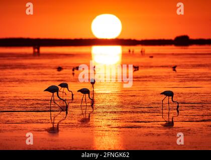 Flamingos bei einem Sommeraufgang in der Fangar Bay (Badia del Fangar), im Ebro Delta (Provinz Tarragona, Katalonien, Spanien) Stockfoto