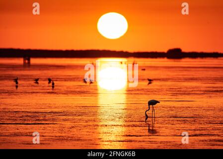 Flamingos bei einem Sommeraufgang in der Fangar Bay (Badia del Fangar), im Ebro Delta (Provinz Tarragona, Katalonien, Spanien) Stockfoto