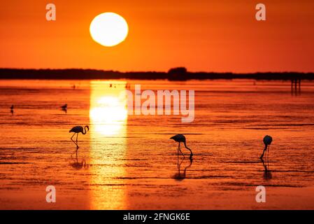 Flamingos bei einem Sommeraufgang in der Fangar Bay (Badia del Fangar), im Ebro Delta (Provinz Tarragona, Katalonien, Spanien) Stockfoto