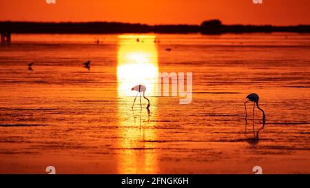 Flamingos bei einem Sommeraufgang in der Fangar Bay (Badia del Fangar), im Ebro Delta (Provinz Tarragona, Katalonien, Spanien) Stockfoto