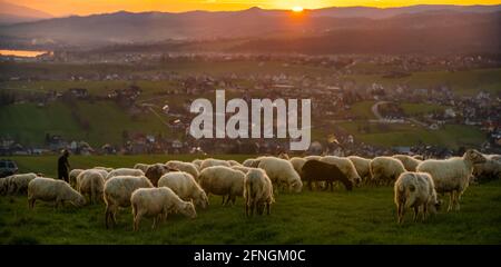 Schafschar, die bei Sonnenuntergang auf einer Bergwiese grast, Pieniny, Polen Stockfoto