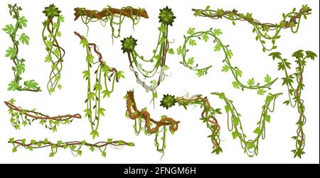 Tropische hängende Reben. Jungle Liana Kletterpflanzen, wilden Regenwald Reben Zweige mit Blättern isoliert Vektor-Illustration Set. Liana Exotic Stock Vektor