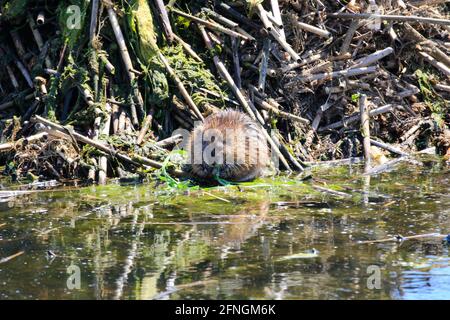 Eine Bisamratte Ondatra zibethicus am Ufer des Grand River, in Ontario, Kanada. Stockfoto