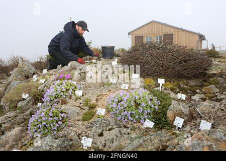 17. Mai 2021, Sachsen-Anhalt, Schierke: Brockengärtner Holger Bührig bereitet die Beete im Brockengarten auf die neue Saison vor. Aufgrund der hohen Inzidenzwerte im Landkreis Harz muss der ursprünglich für heute geplante Saisonstart im Brockengarten verschoben werden. Die Arbeit im Brockengarten wird jedoch von den Mitarbeitern des Nationalparks Harz fortgesetzt. Im Brockengarten gibt es insgesamt 1500 Pflanzenarten aus allen Hochgebirgen der Welt. Foto: Matthias Bein/dpa-Zentralbild/dpa Stockfoto