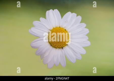 OX-Eye Daisy oder Leucanthemum Vulgare, wild wachsend auf einer Bank. Stockfoto