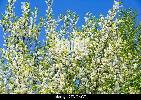 Im frühen Frühjahr blüht ein dichter Busch aus Vogelkirschen Anfang Mai gegen einen blauen Himmel Stockfoto