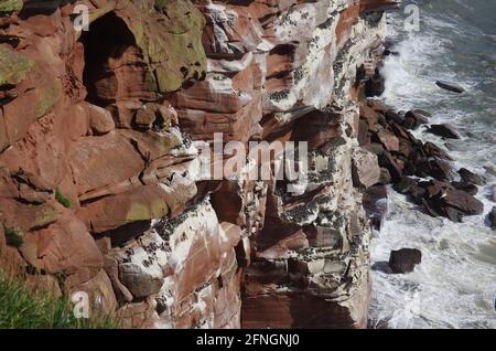 Guillemots brüten auf den Klippen von St Bees Head, Cumbria. Stockfoto