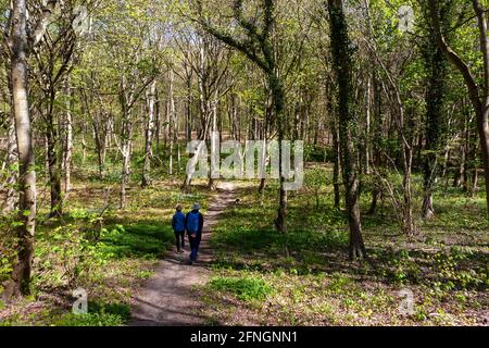 Zwei Wanderer unter Buchenbäumen (Fagus sylvatica) in neuem Frühlingsblatt, Wildhams Wood, Stoughton, West Sussex, Großbritannien. MODELL FREIGEGEBEN Stockfoto