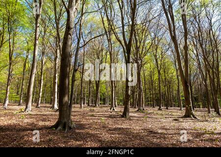 Offener Wald mit Buchen (Fagus sylvatica) in neuem Frühlingsblatt, Wildhams Wood, Stoughton, West Sussex, UK Stockfoto