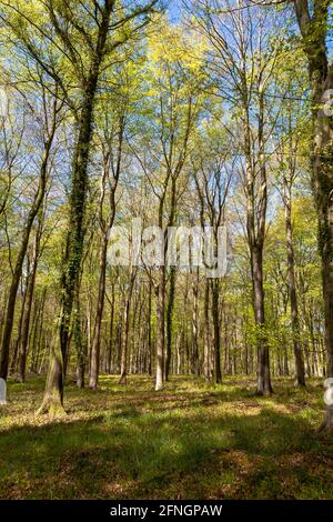 Buche (Fagus sylvatica) in neuem Frühjahrsblatt, mit Bluebellen (Hyacinthoides non-scripta) unter: Wildhams Wood, Stoughton, West Sussex, UK Stockfoto