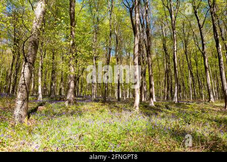 Ein Teppich aus Bluebells (Hyacinthoides non-scripta) unter Buchenbäumen (Fagus sylvatica) in neuem Frühlingsblatt, Wildhams Wood, Stoughton, West Sussex, Großbritannien Stockfoto