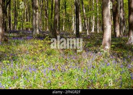 Ein Teppich aus Bluebells (Hyacinthoides non-scripta) unter Buchenbäumen (Fagus sylvatica) in neuem Frühlingsblatt, Wildhams Wood, Stoughton, West Sussex, Großbritannien Stockfoto