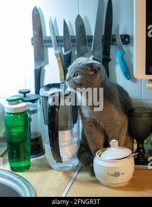 Eine Katze sitzt auf einem Tisch neben Eine Tasse Kaffee Stockfoto