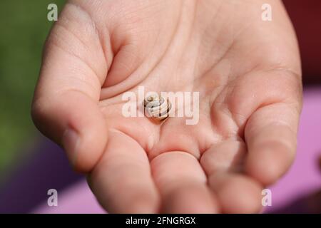 Makrofotografie einer kleinen Schneckenschale auf der Handfläche eines Kindes. Stockfoto