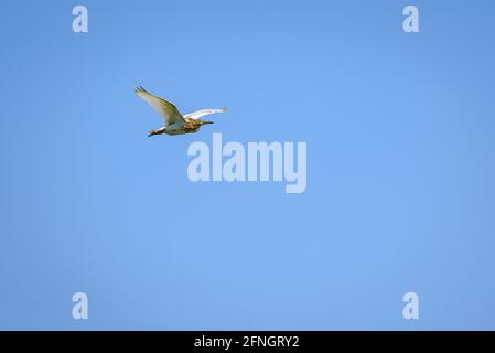 Squaccoreiher (Ardeola ralloides) in der Nähe des Strandes Marquesa in Punta del Fanga, im Naturpark Ebro-Delta (Tarragona, Katalonien, Spanien) Stockfoto