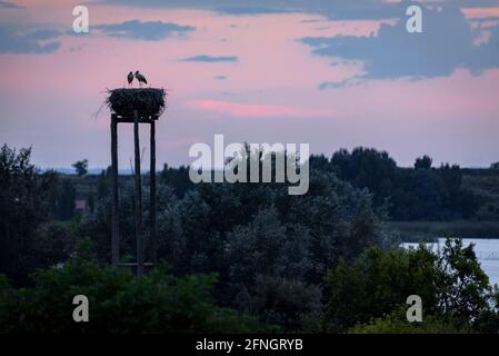 Störche bei Sonnenuntergang im Estany d'Ivars i Vila-sana See (Pla d'Urgell, Lleida, Katalonien, Spanien) Stockfoto