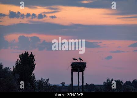 Störche bei Sonnenuntergang im Estany d'Ivars i Vila-sana See (Pla d'Urgell, Lleida, Katalonien, Spanien) Stockfoto