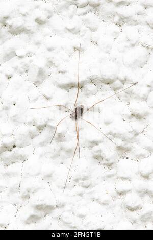 Harvestman - pal angium opilio - oder Dade lange Beine - mit sieben Beinen, eines wahrscheinlich verloren Autotomie während der Predation - auf bemalten Raufußwand - UK Stockfoto