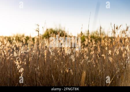 Farnborough - Surrey - Großbritannien Stockfoto