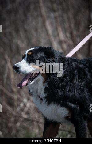 Berner Sennenhund beim Wandern Stockfoto