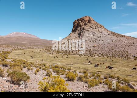Lamas durchstreifen Boliviens Wüstenlandschaft. Häufig in den südamerikanischen Wüstenregionen, weit verbreitet als Fleisch- und Packtier Stockfoto
