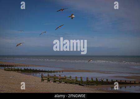 Möwen fliegen über den Strand von Camber, England Stockfoto