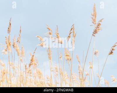 Beige trockene Pampas grasen gegen den blauen Himmel. Natürliche Stiele im Freien in hellen Pastellfarben. Speicherplatz kopieren Stockfoto