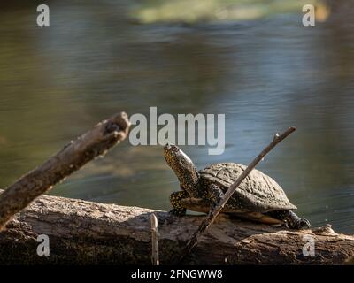 Europäische Sumpfschildkröte (Emys orbicularis) sitzt auf einem Trunk Sonnenbaden in einem Teich (Wien, Österreich) Stockfoto