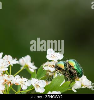 Porträt eines Blumenkäffers (Cetonia aurata) Auf den weißen Blüten des gemeinen Weißdorns (Crataegus monogyna) Stockfoto