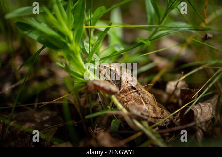 Porträt eines agilen Frosches (Rana dalmatina) Sitzen auf einer Wiese Stockfoto