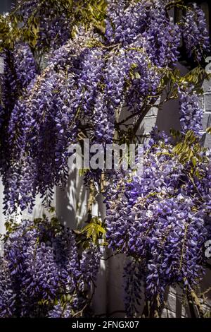 Violette Glyzinie (Fabaceae) Stockfoto