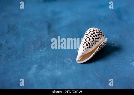 Schwarzer Kegel auf blauem Hintergrund. Conus Marmoreus. Schale Mit Weißem Dreieck. Stockfoto