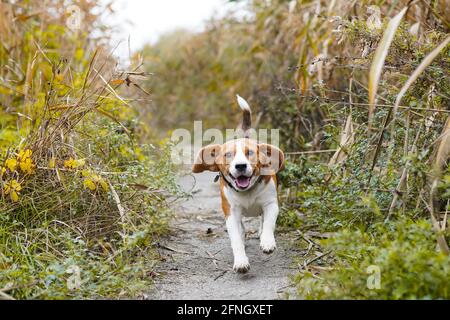 Beagle Hund Spaß im Herbstpark Stockfoto