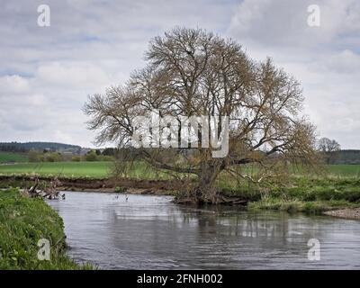 Weidenbaum am Ufer des Flusses Don in Aberdeenshire Stockfoto