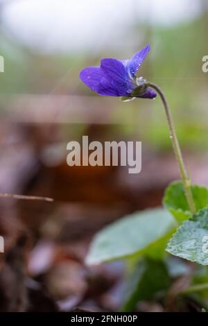 Wilde violette Blüten blühen im Wald Stockfoto