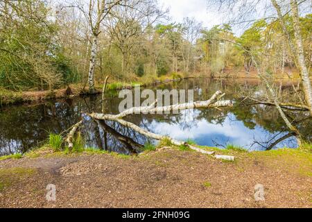 Gefallener silberner Birkenstamm am Fishpool mit Reflexionen im graziösen Pond-Gebiet von Chobham Common, in der Nähe von Woking, Surrey, Südostengland Stockfoto