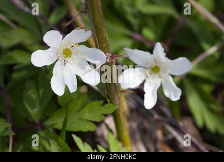 Anemone aus FADENHOLZ Stockfoto