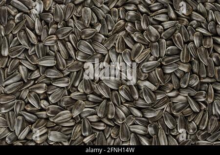 Sonnenblumenkerne, Hintergrund, von oben. Ganze, rohe und gestreifte Früchte des Helianthus annuus mit Rümpfen, als Snack oder als Teil einer Mahlzeit verwendet. Stockfoto