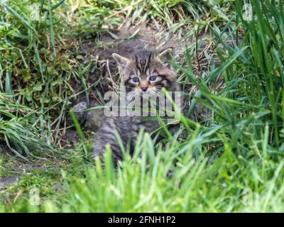 Schottische Wildkatze Kätzchen Stockfoto