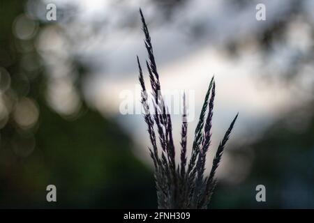 Grassamen-Köpfe, die bei Sonnenuntergang vor verschwommenem Hintergrund geschildert wurden, Nahaufnahme in natürlichen Wiesenhabitaten Stockfoto
