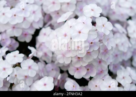 Weißer Phlox mit rosa Akzenten Stockfoto