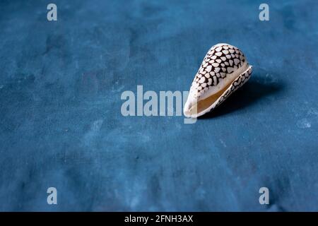 Schwarzer Kegel auf blauem Hintergrund. Conus Marmoreus. Schale Mit Weißem Dreieck. Stockfoto