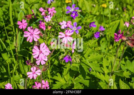 Roter campion blüht auf einer sonnigen Wiese Stockfoto