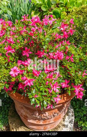 Blumentopf mit roten Blüten, die in einem Garten blühen Stockfoto