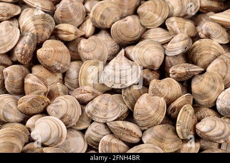 Frische rohe Venusmuscheln einer der Hauptzutaten der Mediterrane Küche Stockfoto
