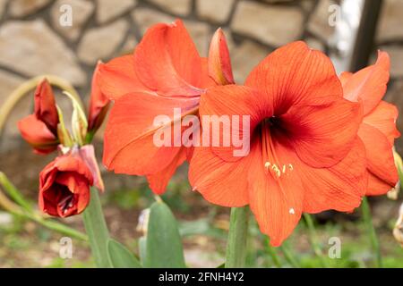 Blühen Sie Amaryllis Blumen in einem Garten Stockfoto