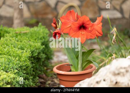 Im Garten blüht im Frühling Amaryllis. Stockfoto