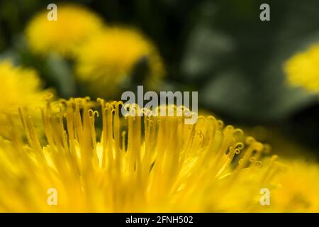 Schöne gelbe Delelonblüte, mit Pollen, auf einem verschwommenen Hintergrund von Grün. Makro. Taraxacum blüht. Stockfoto